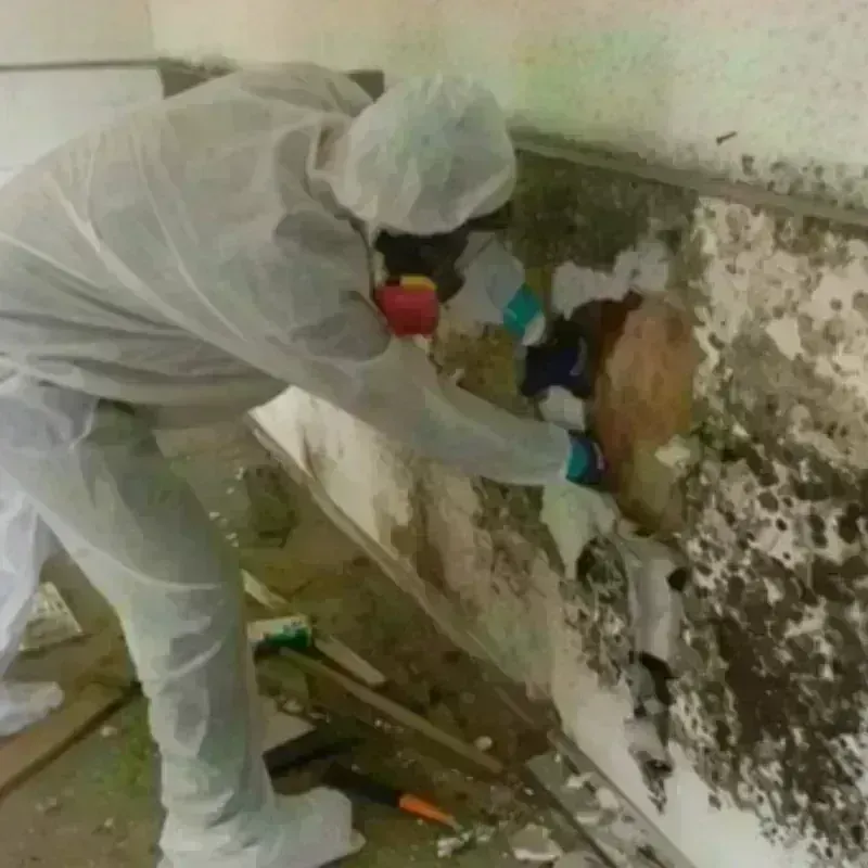 Mold Remediation and Removal in Sleepy Eye, MN